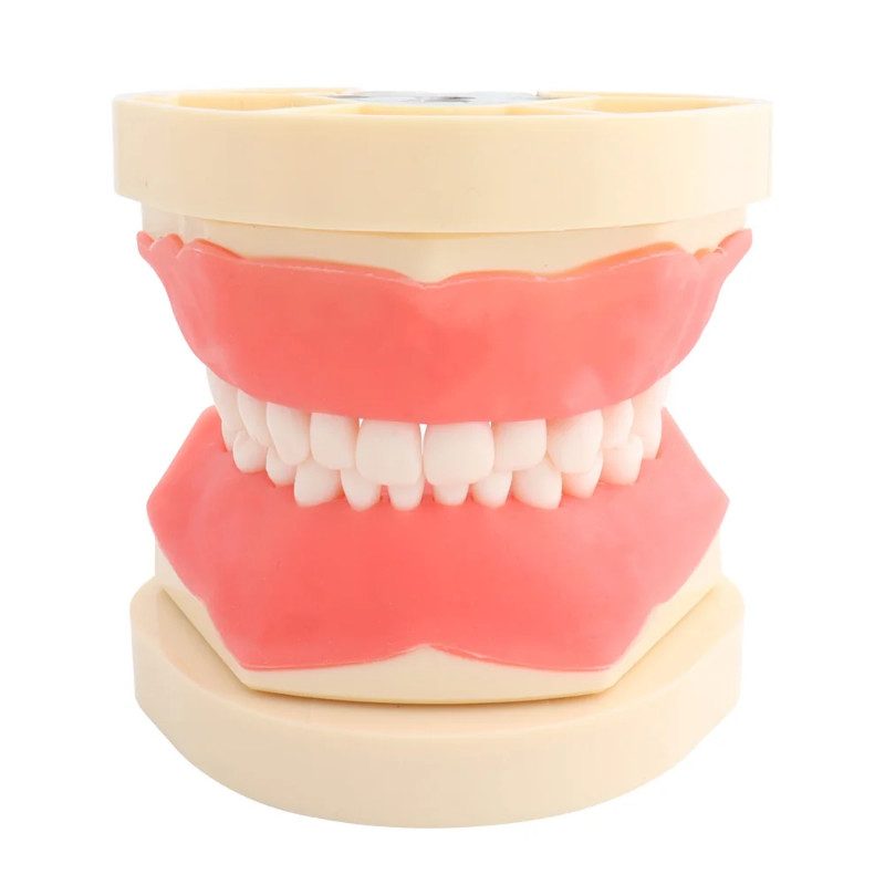Dental Model Teeth Model Fit Frasaco Dental Teaching Model for Children with 32pcs Screw-in Teeth D