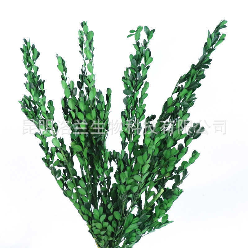 Immortal Small Leaf Boxwood ยูนนาน Kunming Immortal Flower Leaf บ้านการจัดดอกไม้ส่วนผสม Boxwood Leaf