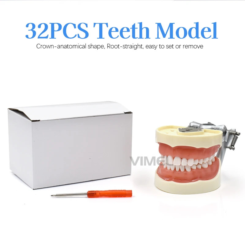 32pcs Dental Teeth Model with Screw-in Removable Teeth for Teeth Decay Study Dental Teaching Demo D