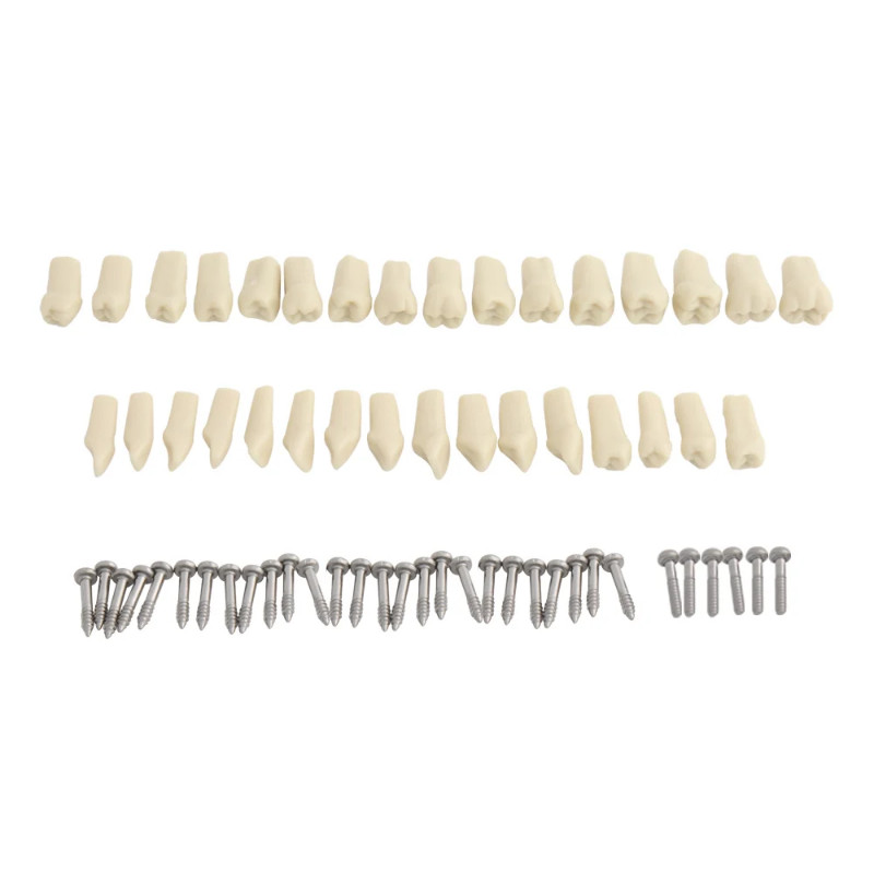 32pcs Teeth for Dental Model Teeth Model Fit Frasaco Dental Teaching Model Standard Teeth Demonstra