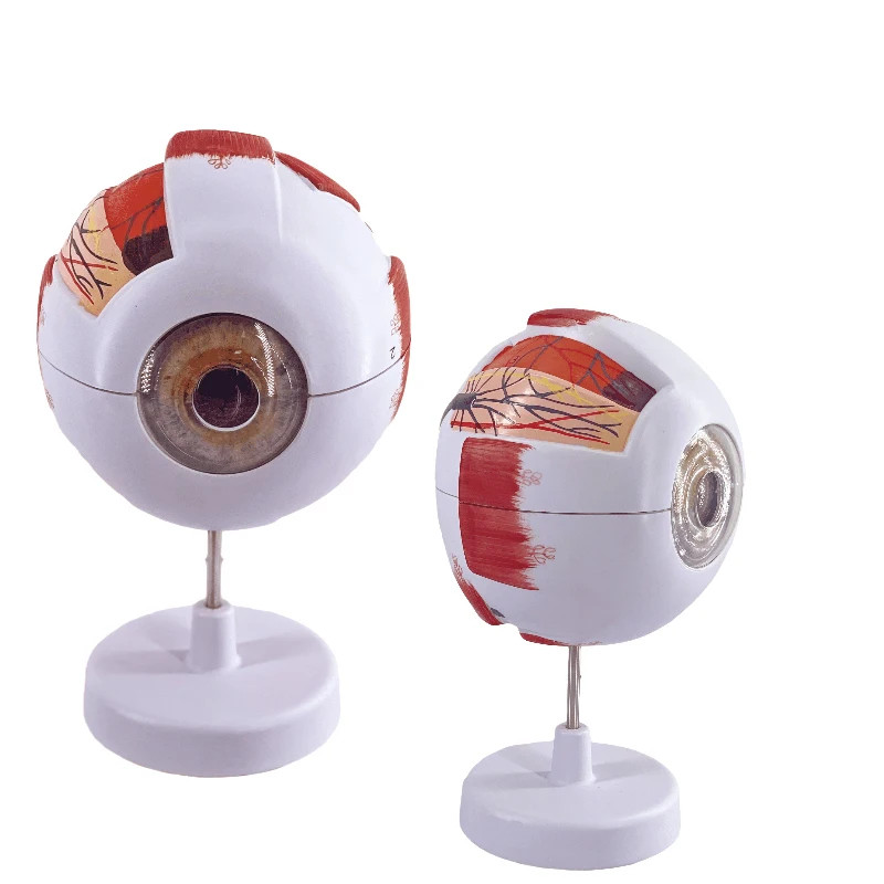 Human eye anatomy model, 6 times, Ophthalmology, eyeball, internal structure, cornea, iris, vitreou