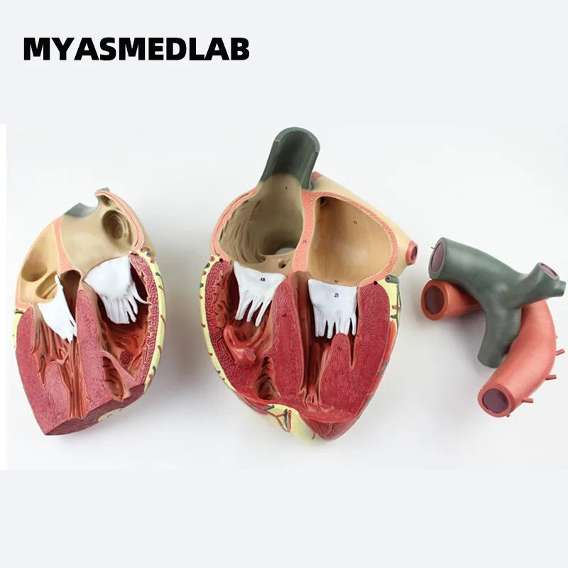 High-end Medical Magnification Human Heart Anatomy Model, Teaching B-ultrasound Color Doppler Echoc