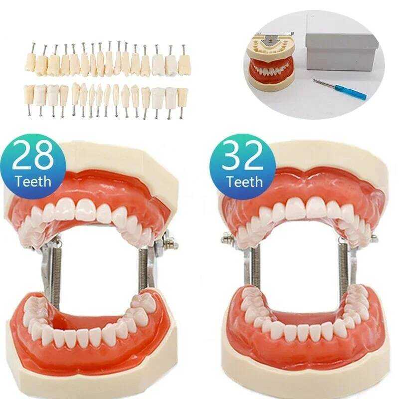 C 32 Teeth Dental Ching Model Soft Gum Resin Typodont Teeth Model For Dentist Practice Studying Too