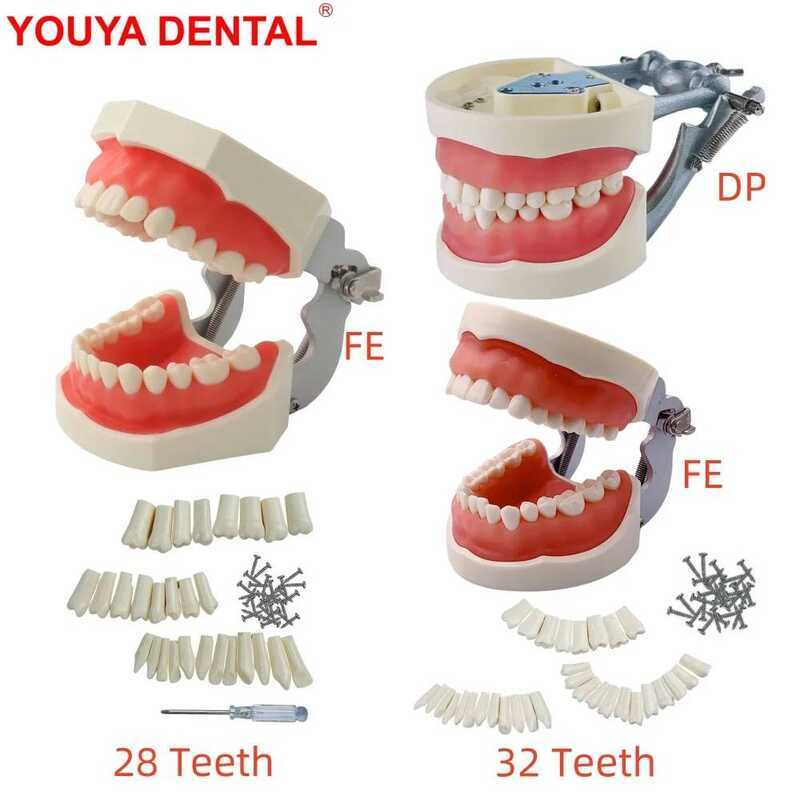C 28/32 Teeth Model For Dental Technician Practice Studying Fe/Dp Jaw Typodont Soft Gum Dental Mode
