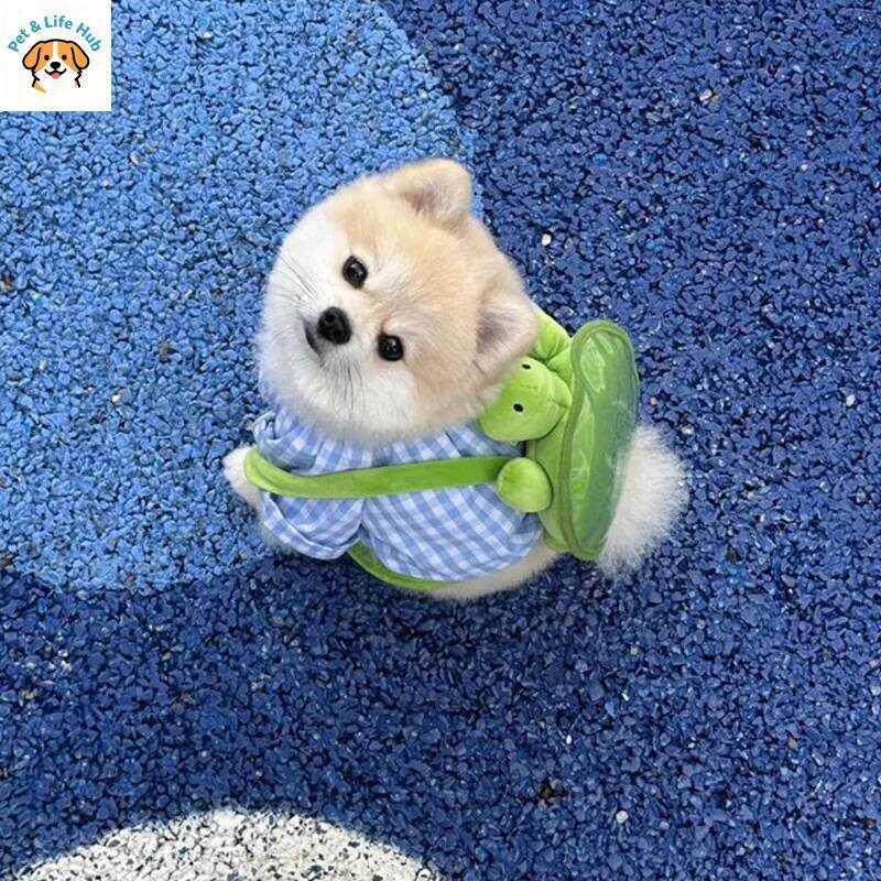 C Turtle Backpack Pet Dog Dog Backpack Kitten School Going Out Snack Teddy Small And Medium Dog Lea