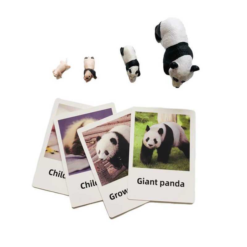 C Kids Eduional Toys Life Cycle Of Panda Montessori Biology Materials Science Early Learning Tools