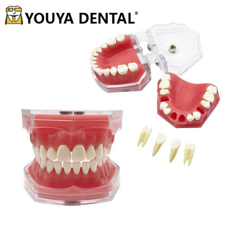 C Dal Extraction Model Dal Practice Tooth Model All Teeth Detachable Ching Standard Teeth Dal Ching
