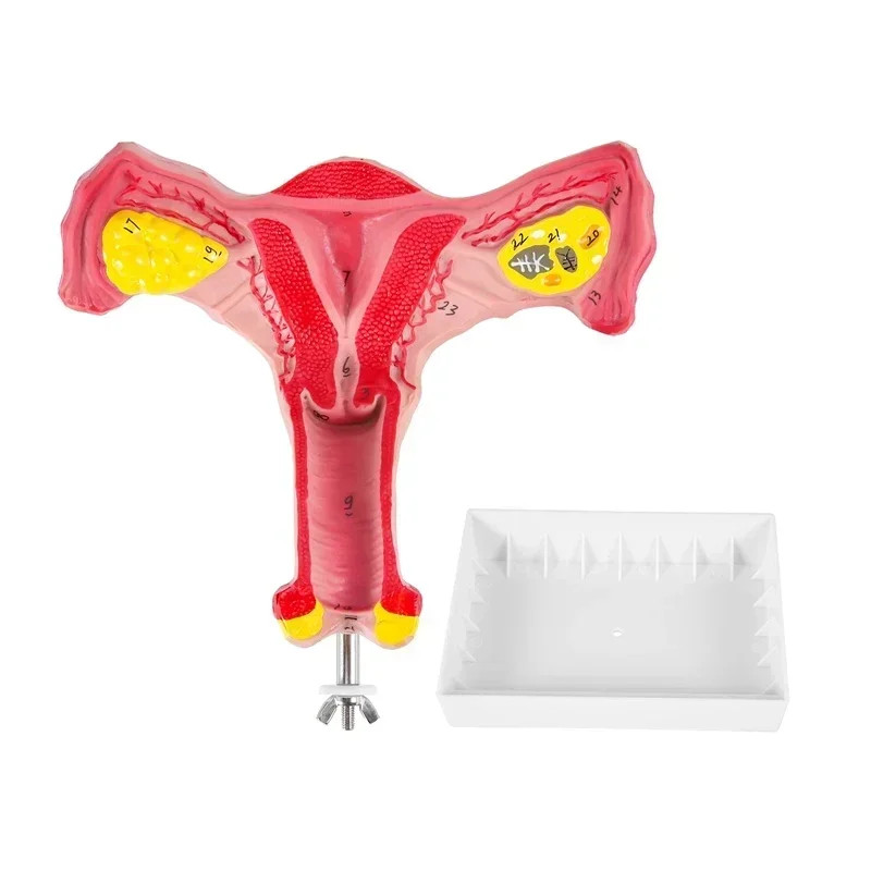 1:1 Human Female Uterus Ovary Fallopian Tubes Model Anatomical Human Anatomy Model Medical props Fo