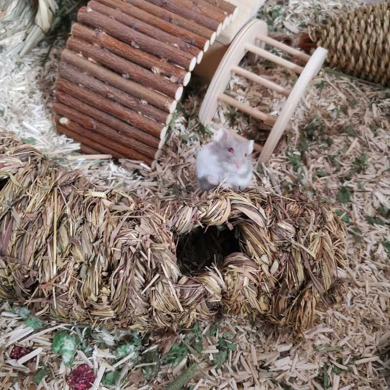 ทอมือ Hetero-สัตว์เลี้ยงเพื่อนบ้านของฉันTotoroผ้าไหมสีทองหมีเม่นสัตว์เลี้ยงDodgeช่องหนูตะเภาไม้มะเกล