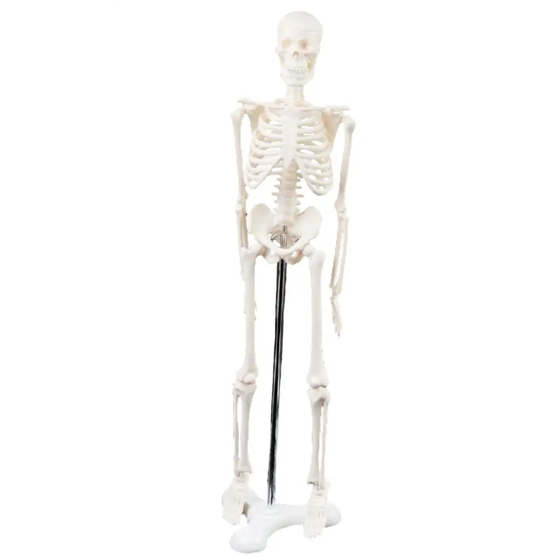 45CM Human Anatomical Anatomy Skeleton Model Medical  Poster Medical Learn Aid Teaching Aid Educati