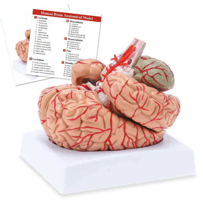 Human Brain Anatomical Model Colored Brain Anatomically Accurate Brain Model for Science Class Teac