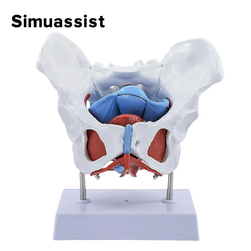 Female Pelvis Pelvic Floor Muscle Model Uterus Ovary Muscle Teaching Resources Educational Supplies