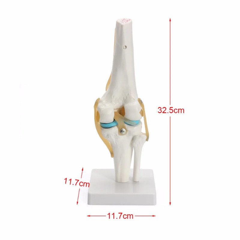 1:1Human Skeleton Knee Joint with Ligaments Model Anatomy Models  Medical Science Teaching Supplies
