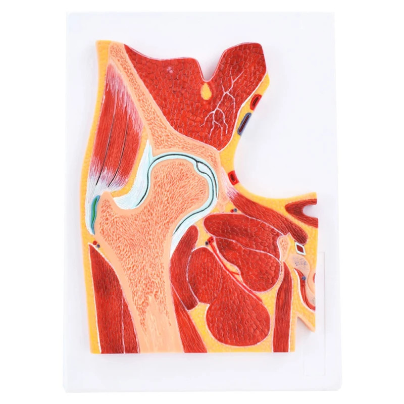 Human MRI Hip Skeletal Muscle Section Anatomy Model Medical Science Teaching Resources Drop Shippin