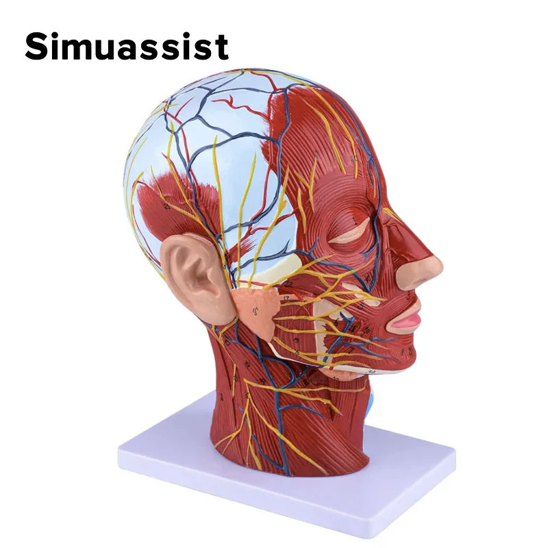 Head Neck Superficial Nerve Vascular Muscle Model,Human,skull with muscle And Nerve blood vessel,Sc