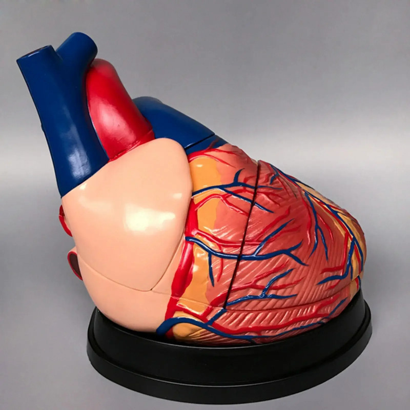 PVC 4X Life Size Human Heart Vein Arteriovenous Anatomy Cardiac Medical Model