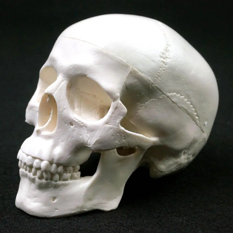 Mini Skull Human Anatomical Anatomy Head Studying Anatomy Teaching Supplies Skull Model Human Anato