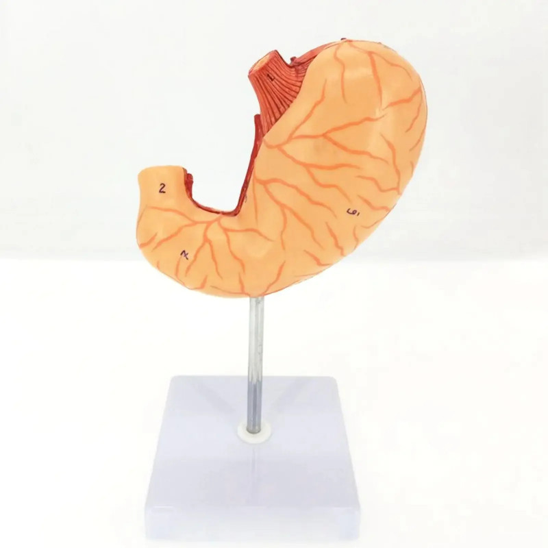 PVC 2 Parts Human Stomach Anatomical Life Size Medical Model Vessels and Vagus Nerve Learning Kit