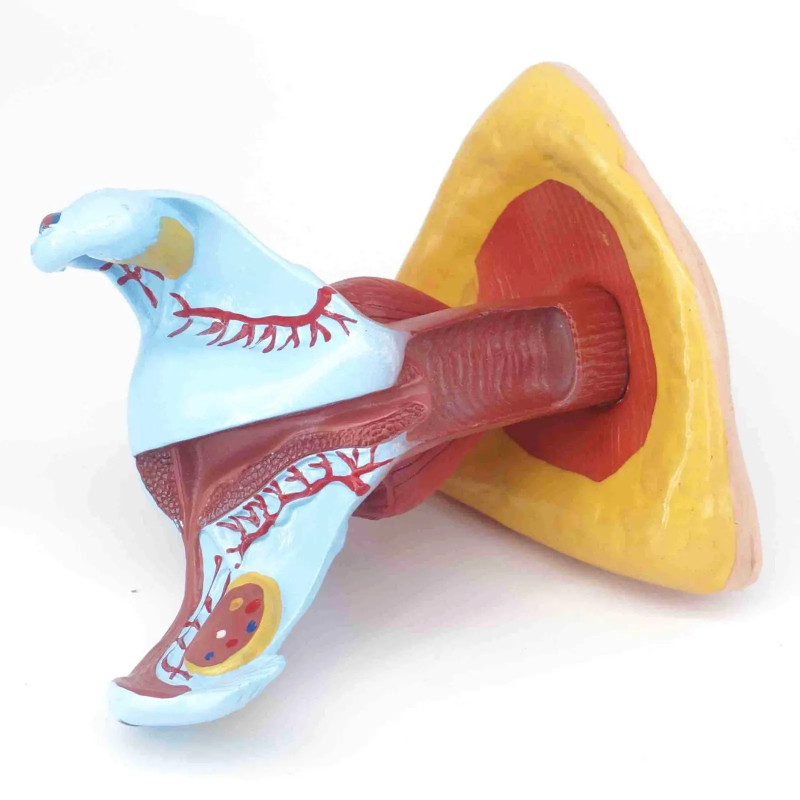 PVC Life Size Human Female Perineum uterus Anatomy Anatomical Medical Model