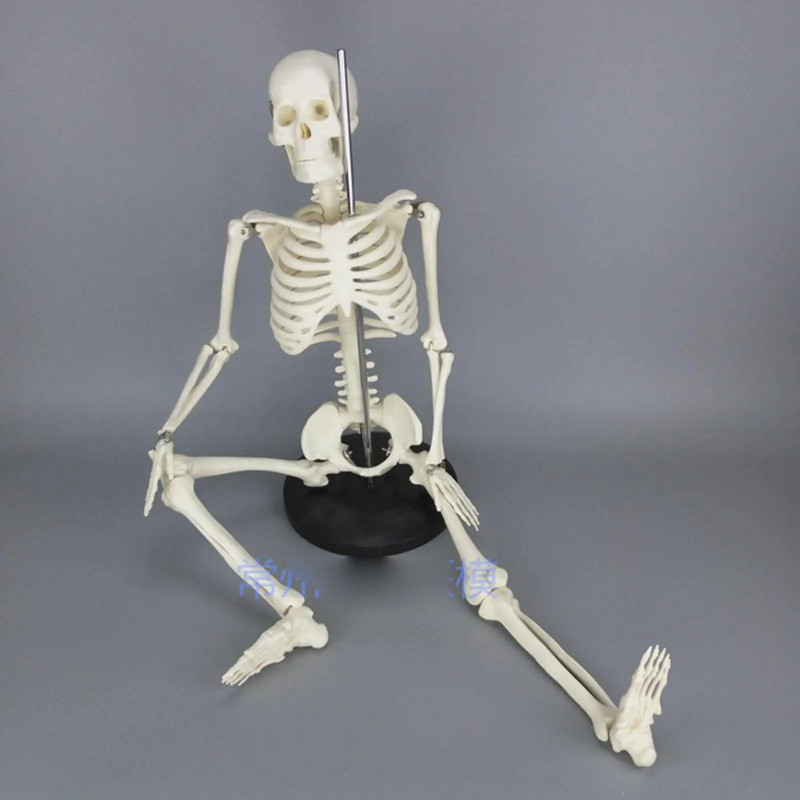 PVC Physique Mini Anatomical Skeleton Human Model Stand Poster Medical Learn Aid Anatomy 85CM
