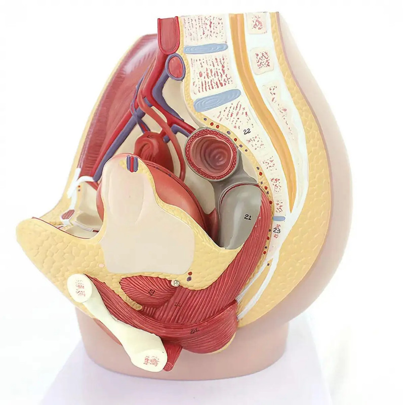 3 Parts Human Female Pelvic With 8 Weeks Fetus Model Surgeon Medical Teaching Models