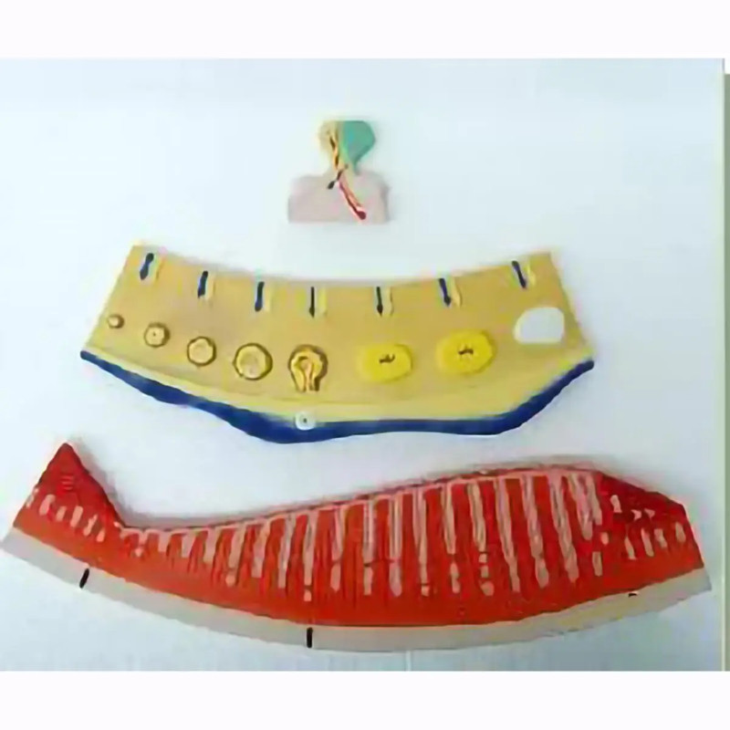 3 Parts Human Menstrual Cycle Hypothalamus Ovaries Model Medical Teaching Models