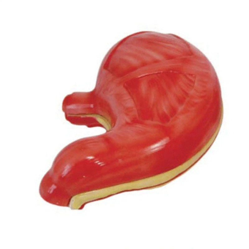 PVC 2X Life Size Human Stomach Anatomical Vessels and Vagus Nerve Medical Model