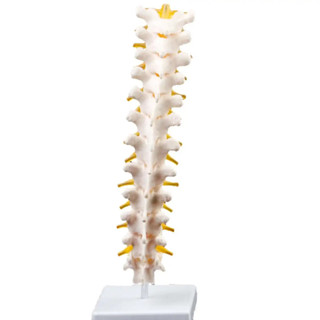Lifesize Human 12 Thoracic Vertebrae Skeleton cervical Spine…