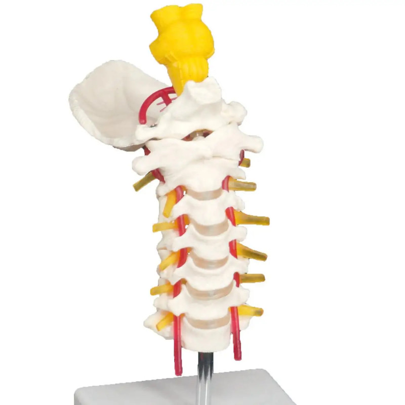 Occipital and Spinal Cervical Anatomy Vertebrae Carotid Artery Tibia Model Teaching Training Aid Ed