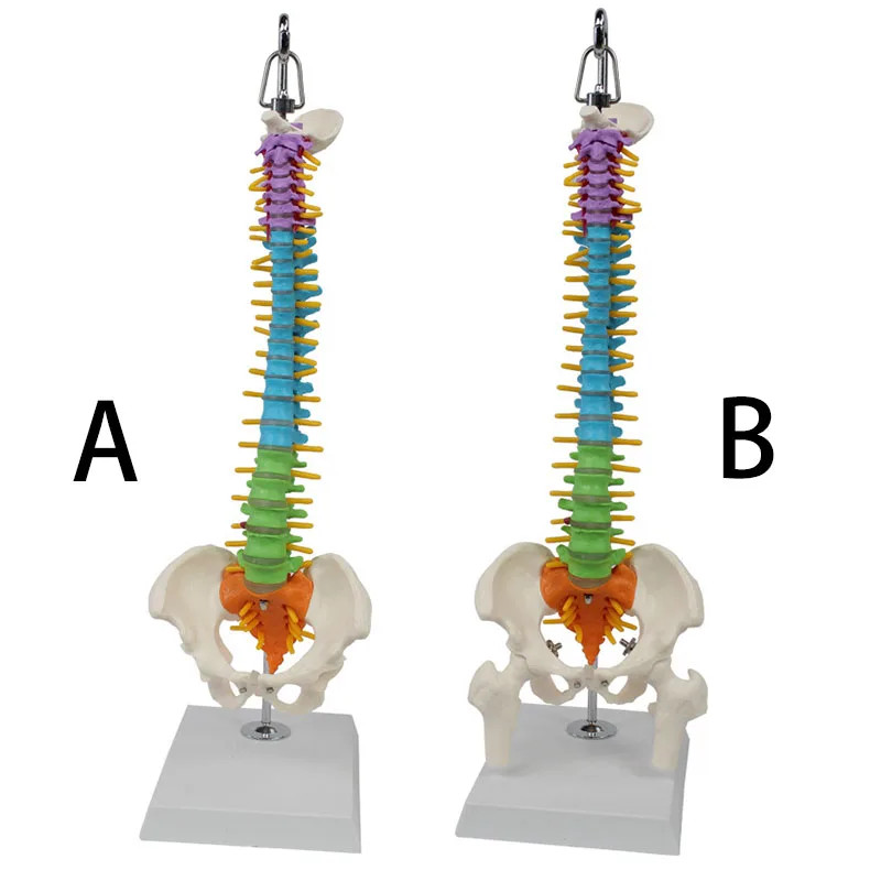 45mm Color Medium-sized Spine Belt Pelvic And With Leg Bone (Hanging) Medical Model School Supplies