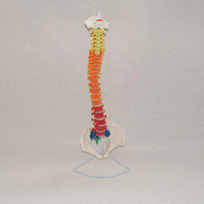 PVC Colored Didactic Flexible Spinal Column Anatomy Model Human Skeleton Specimen Human Life Size 1