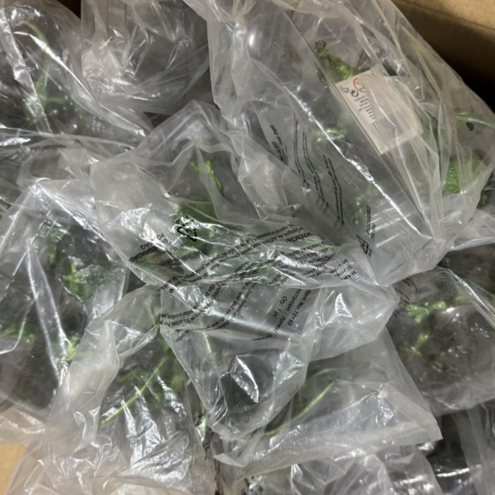 สินค้าของแท้ใหม่เอี่ยม!Safari Magic Myth จําลองสัตว์ของเล่น Forest Dragon Flying Dragon 10155