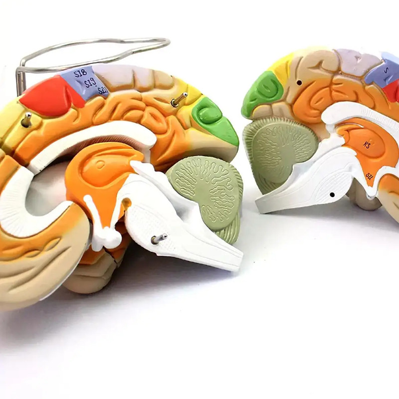 2X Life Size 4 Parts Human Brain Cerebral Cortex Partitioning Model Medical Teaching Models