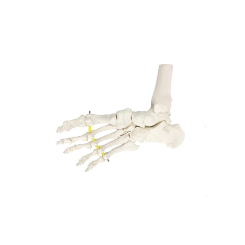 1:1 Human Ankle Joint Foot Skeleton Anatomy Model