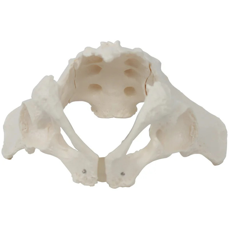 Human Male Pelvis Anatomy Model Medical Teaching Tools Drop Shipping