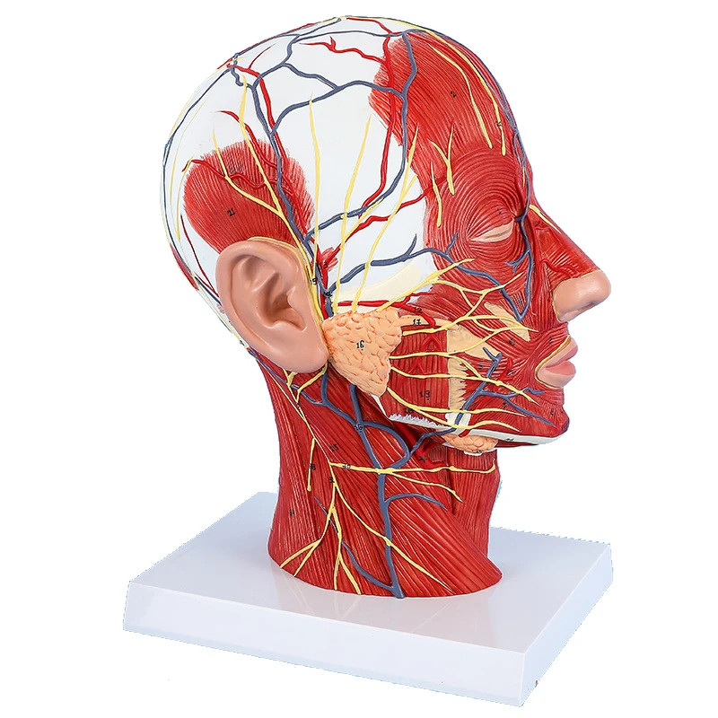 Head Neck Superficial Nerve Vascular Muscle Model,Human,Skull With Muscle And Nerve Blood Vessel Mo