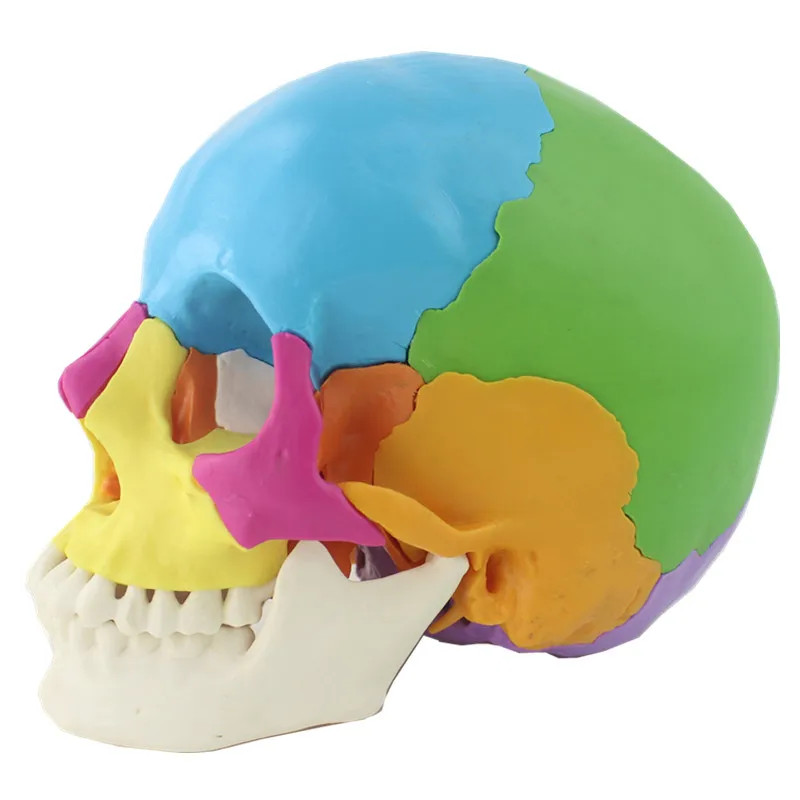22 Parts 1:1 Lifesize Disassembled Skull Head Anatomy Model Medical Anatomy Model Dropshipping