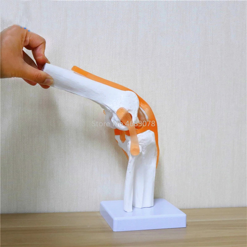 Human Skeleton Knee Joint Anatomy Models Skeleton Model with Ligaments Joint Model Medical Science