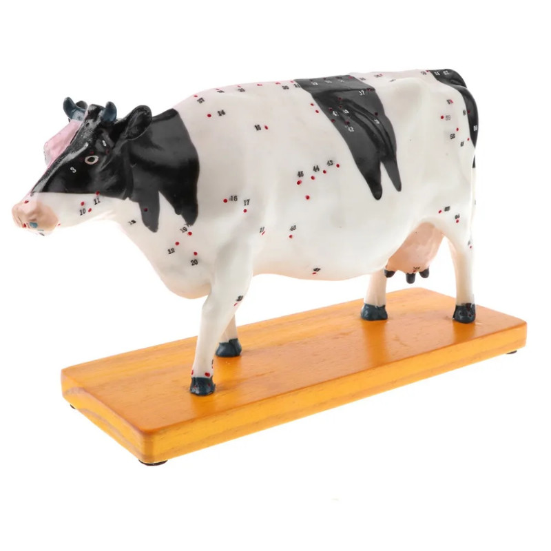 Animal Acupuncture Point Model Animal Anatomy Model Dog Cat Pig Cattle Horse Body Anatomy Veterinar