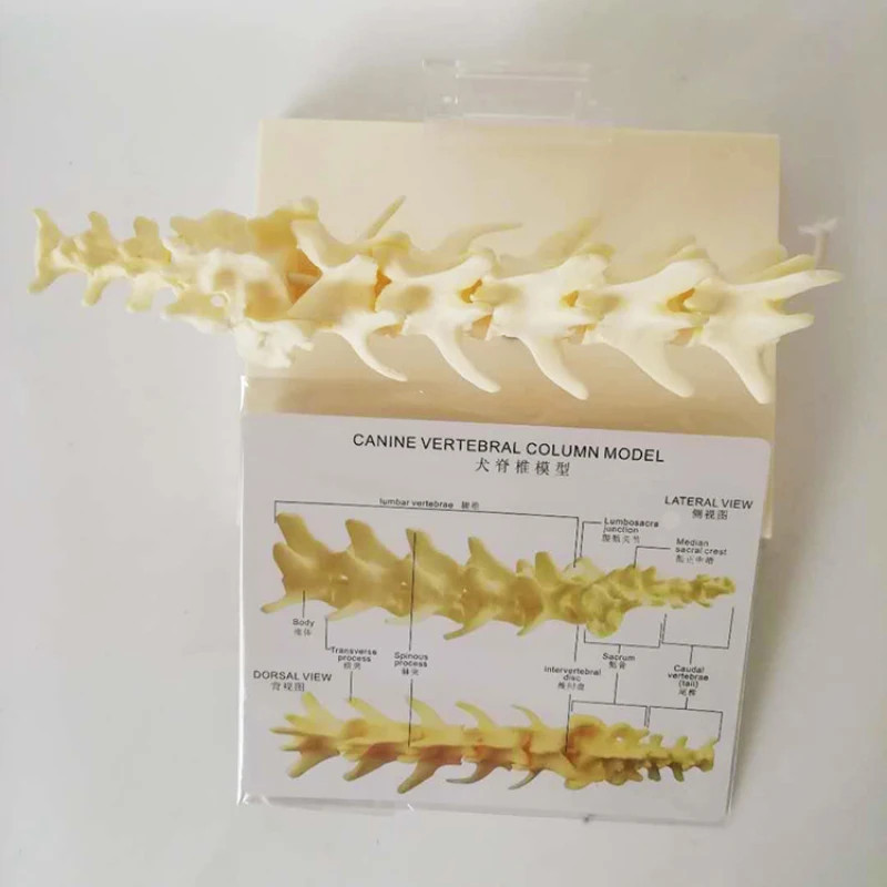 Dog Spine Model Dog Skeleton Canine Spine Veterinary Teaching Aids Animal Anatomy Model Medical Ost