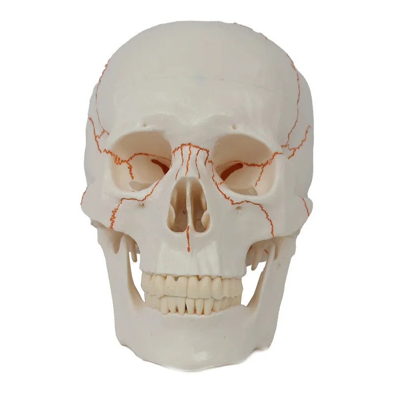 Disassembled Skull Head Anatomy Model Medical Anatomy Model Dropshipping