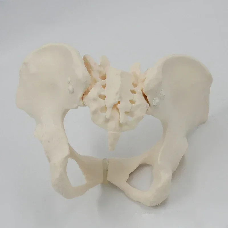1:1 Movable Pelvis Model Sacrum Hip Bone Female Pelvic Bone Can Bend Human Skeleton Anatomy Pelvic