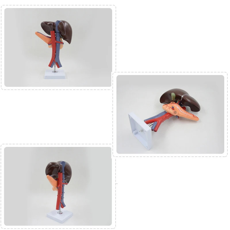 Human Liver Pancreas Duodenum Anatomy Model