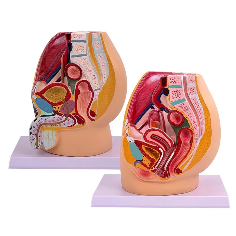 Life Size Sagittal Pelvic Anatomy Model Male Female Male Reproductive Organ Pelvic Sagittal Section