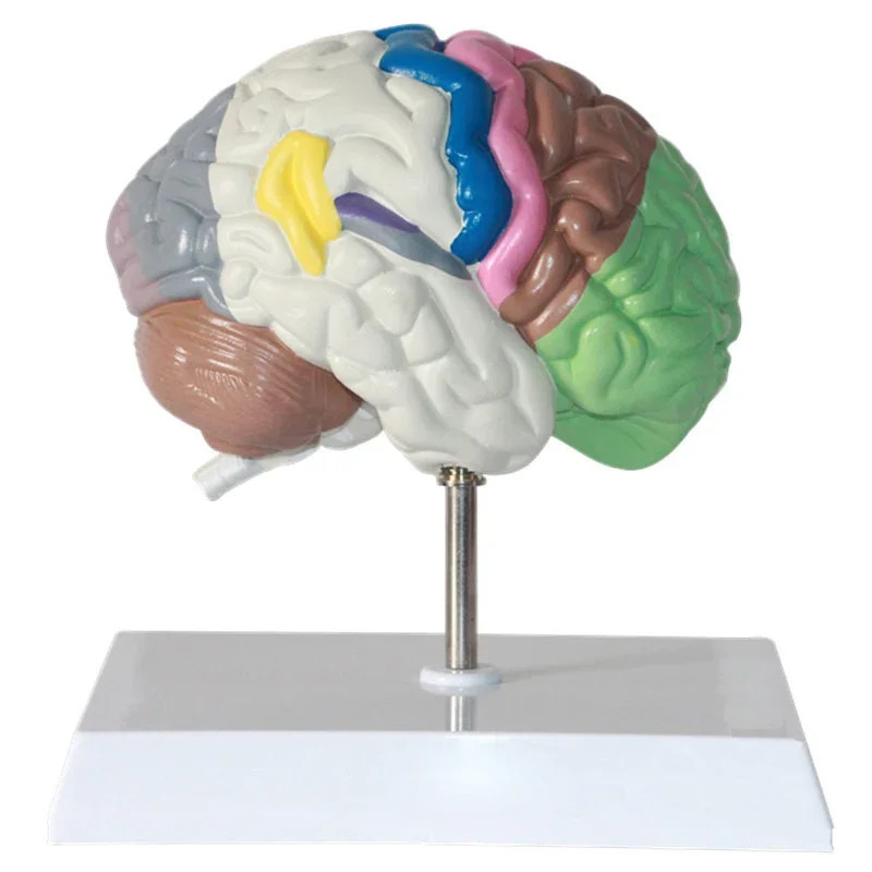1:1 Life Size Human Functional Area Anatomy Human Brain Model Anatomical Medicine Teaching Supply T