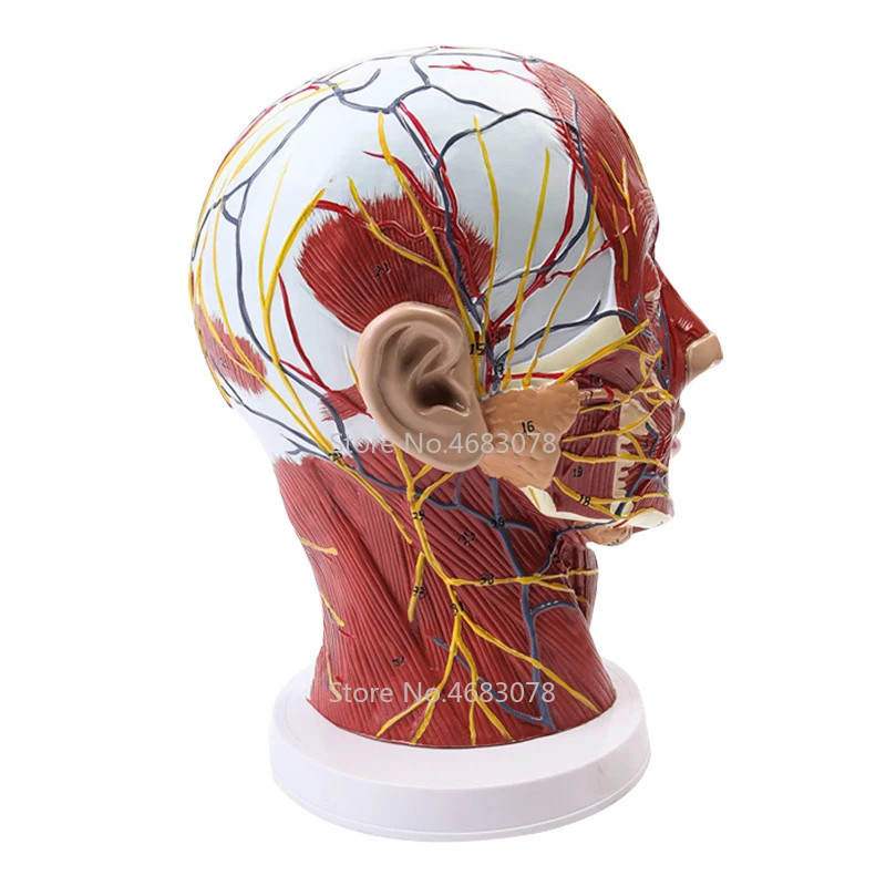 Head Neck Superficial Nerve Vascular Muscle Model,Human,skull with muscle And Nerve blood vessel,Sc
