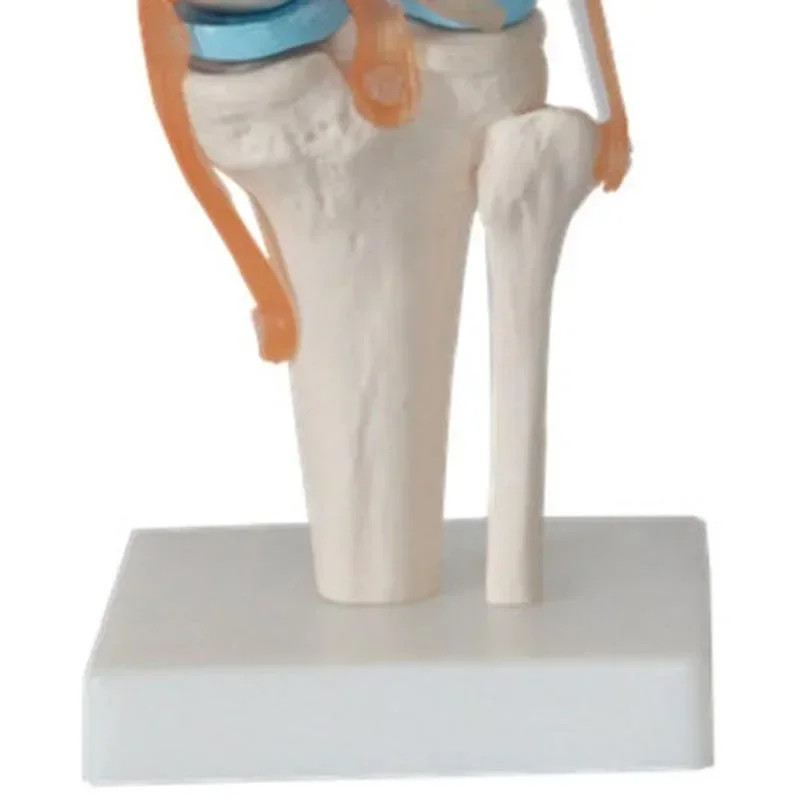 1:1 Lifesize Human Knee Joint Anatomy Model Medical Science Teaching Resources Model Drop Shipping