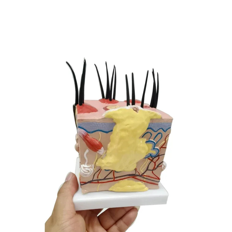 Sick dog skin anatomy model canine pet teaching aids