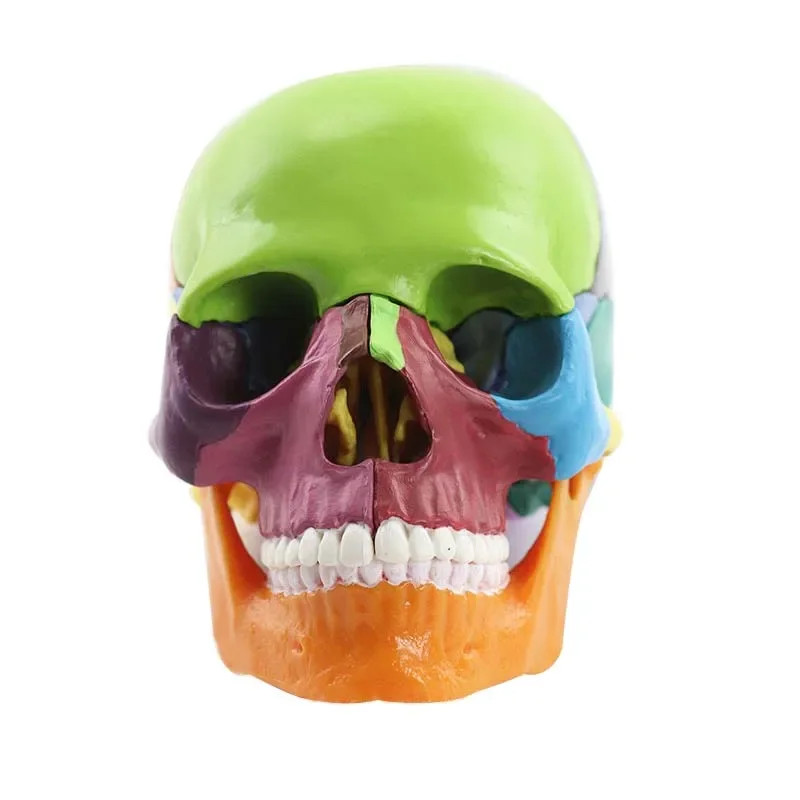 15 parts 4D 1:2 life-size color assembly human anatomy skull toy medical skeleton teaching model