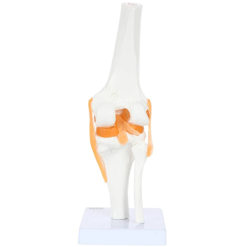 Human Anatomy Skeleton Life Size Knee Joint Anatomical model